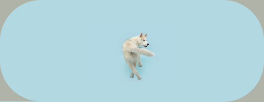 mon chien court après sa queue