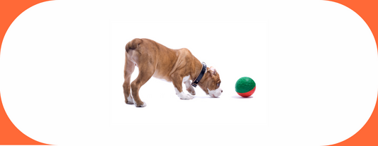 mon chien et ses jouets