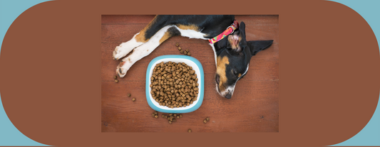 mon chien ne mange plus