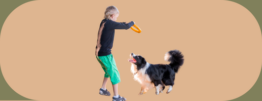 jeux educatifs pour chien