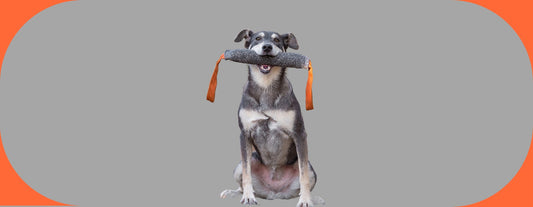 art de motiver votre chien