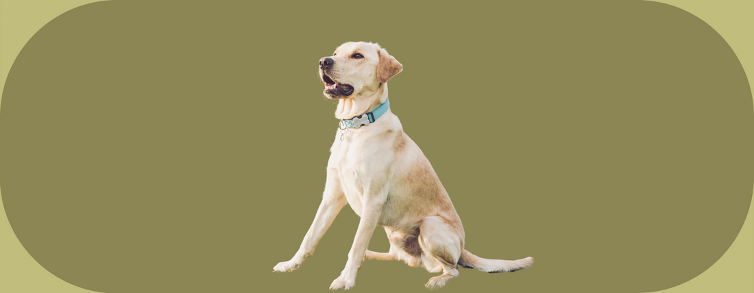 12 clés d'experts essentielles pour éduquer son chien avec succès