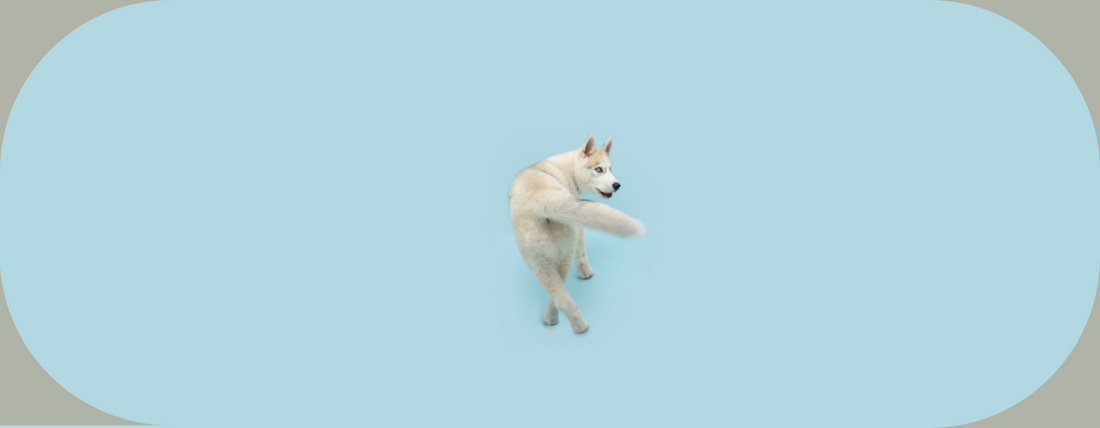 mon chien court après sa queue