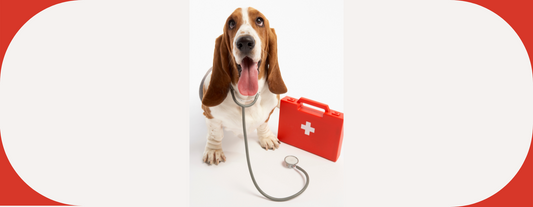 chien trousse premier secours