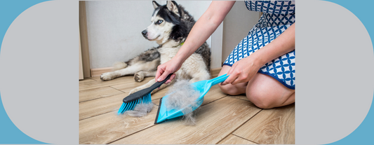 poils de chien partout dans la maison