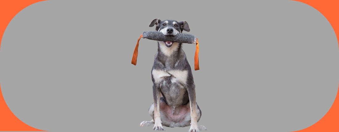 art de motiver votre chien
